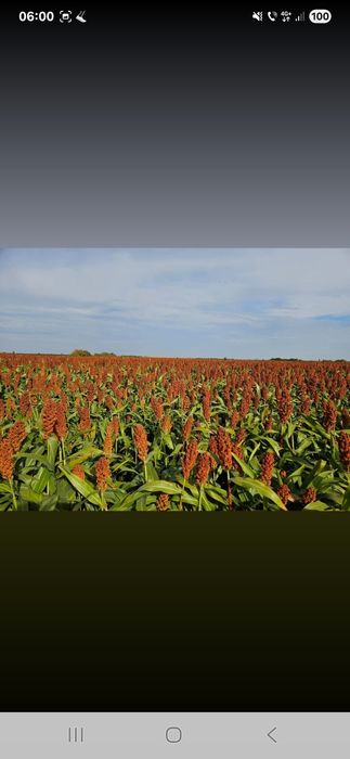 Samanta SORG ROSU pentru boabe sau SILOZ