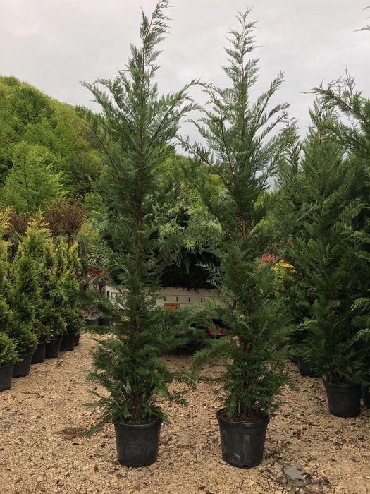 Leylandii chiparos