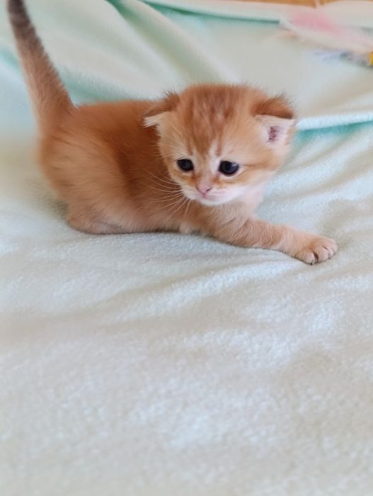 Scottish straight și fold  golden fetițe.