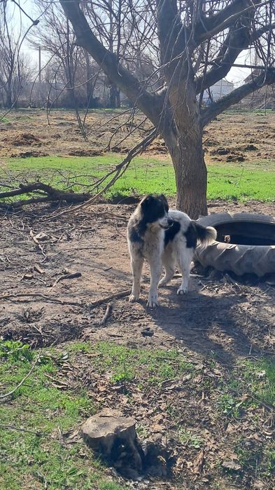 Қазақы күшік сатылады линсиясыз