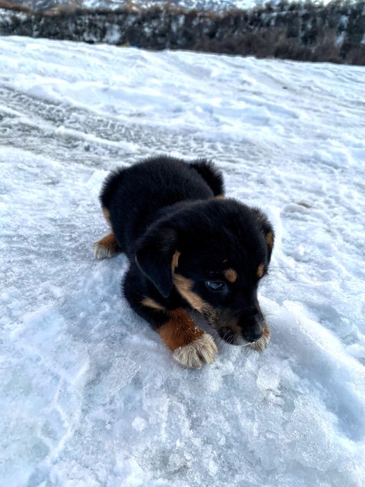 Щенок девочка ищет доброго хозяина