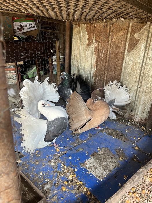 Vand porumbei rotati