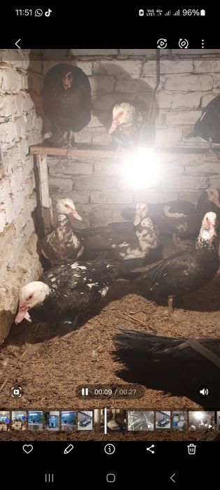 Индауытка сатылады