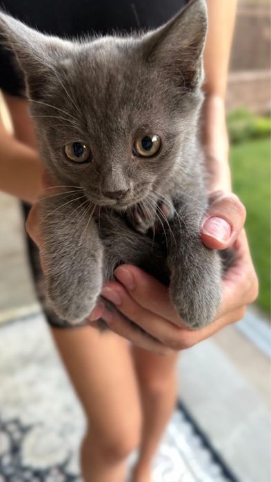 Котенок ищет дом!