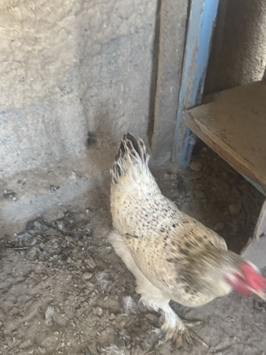 Тауык курицы петух кораз