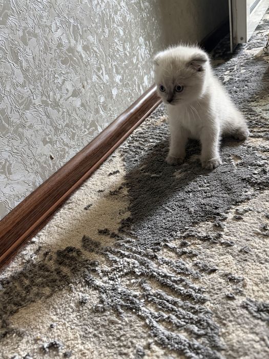 Маленький котят три штуки