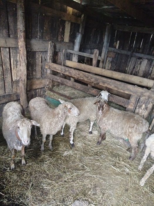 Продам баранов с откорма токты