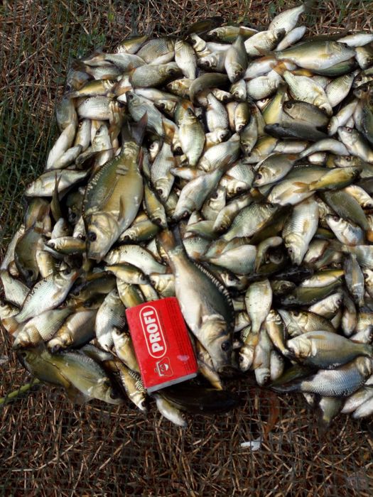 Puiet crap vara a 1 a 10 000 bucăți