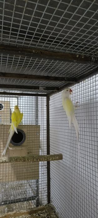 Ajerella sotiladi 1 par mutant,1 par kremeno ishlagan rabochchi parala