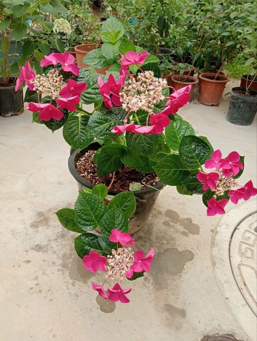 Гортензиялар бог ва  уйингиз учун