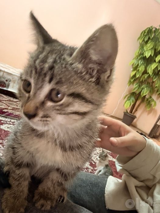 Mushuk bollari hadyaga bariladi