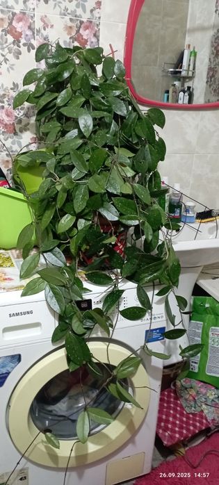 Продам комнатные цветы