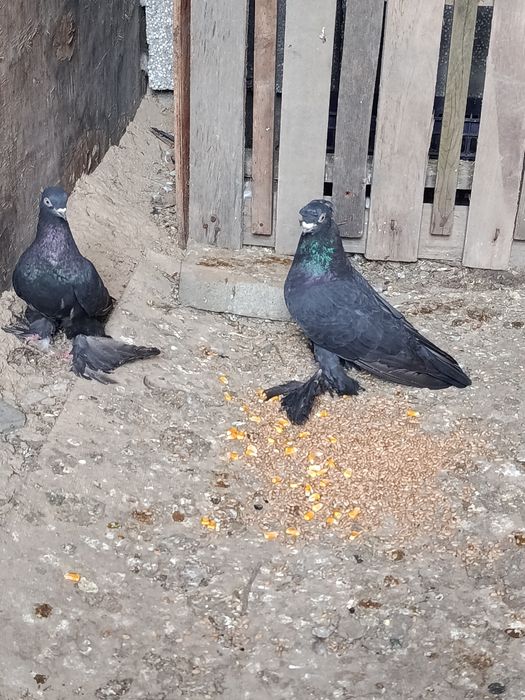 Пара голубей за 10 тысяч