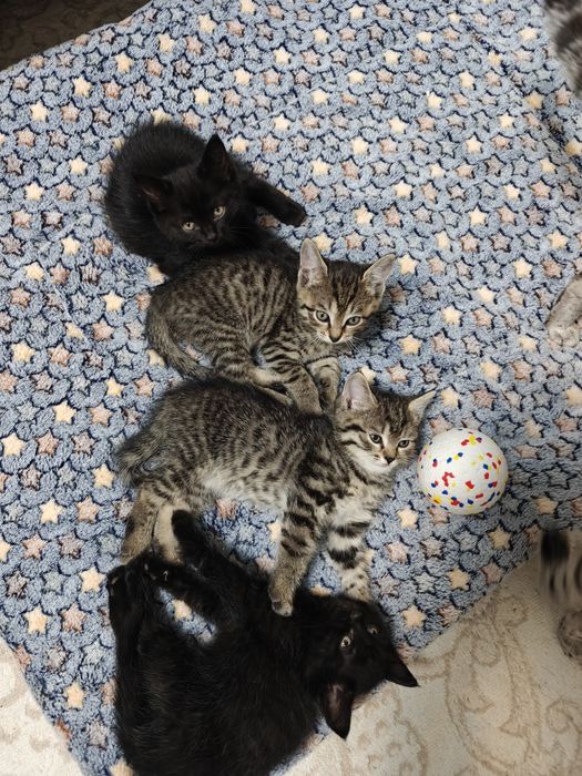 Отдам котят в хорошие руки