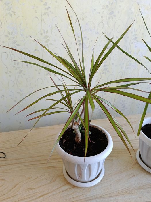 Продам цветок драцена