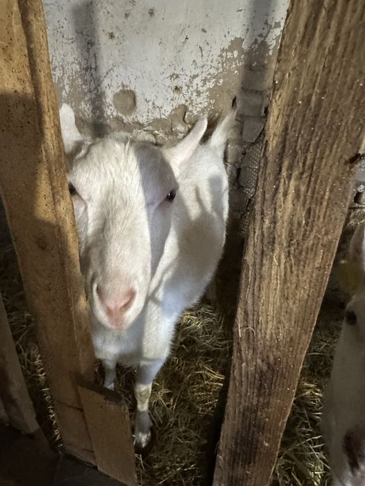 Продаются козы зааненские