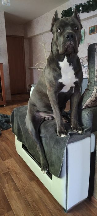 Кане-корсо резерв