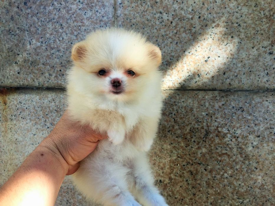 Померани мини Померанчета