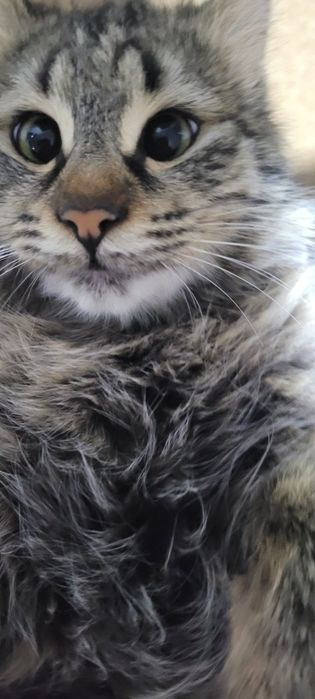 Кошка норвежская лесная кошка