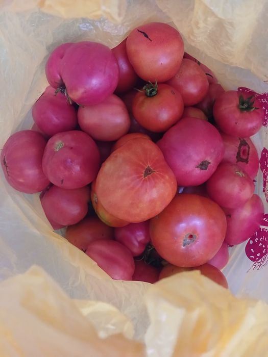 Продам домашние помидоры