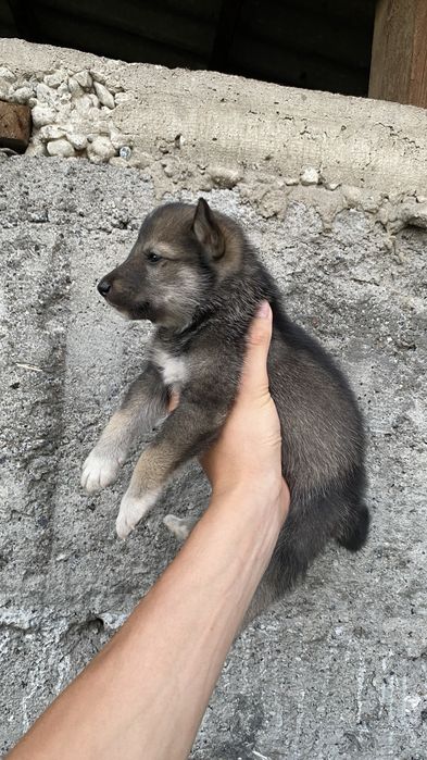 Продаются щенки зсл!!!