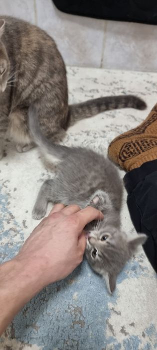 Котёнок 3 месяца