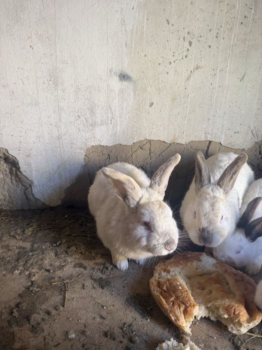 Калифорния қояндар сатылады