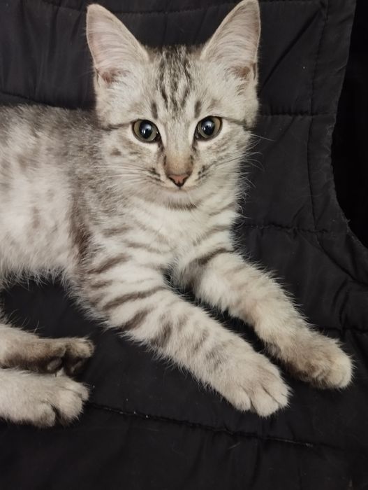 Котята  3месяца , крысоловыв добрые руки