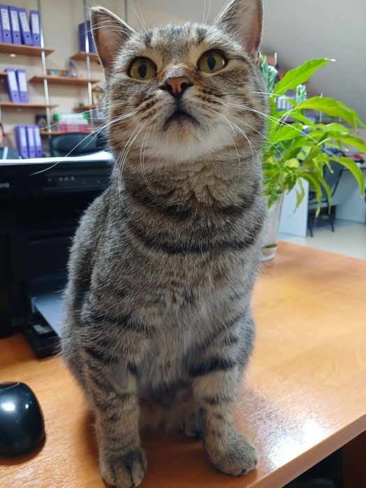 Отдадим в кошечку в добрые руки