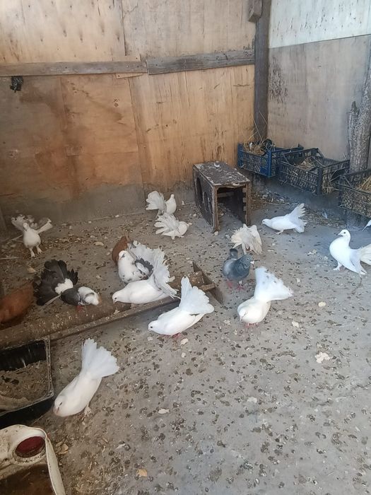 Porumbei voltați