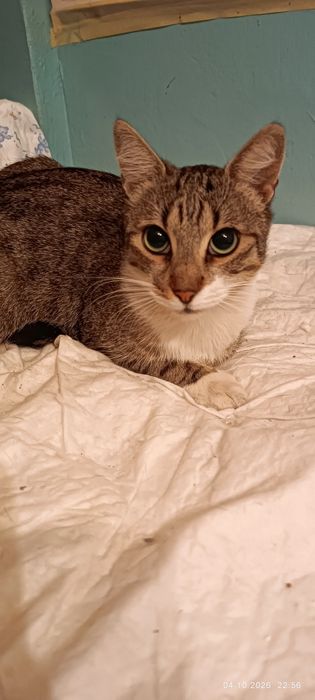 Подарявам мъжко коте на 11 месеца кастрирано