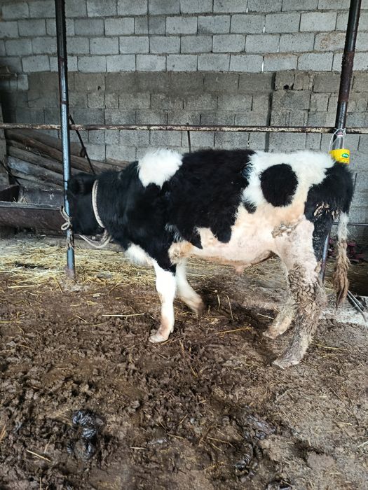 Тоқал буқа сатылады