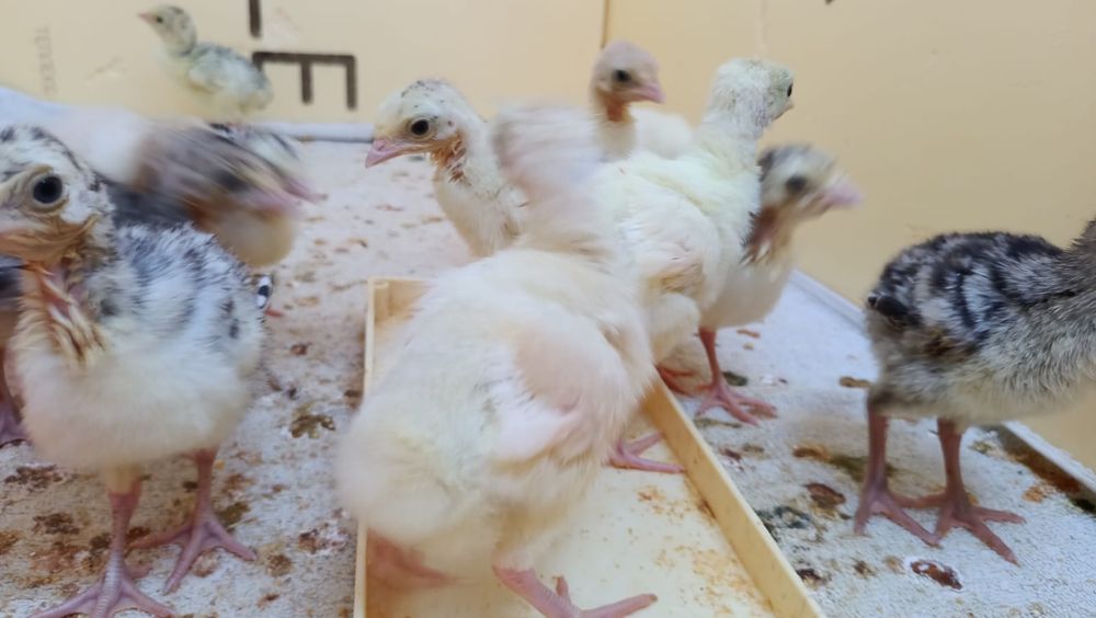 Продам индюшат из под индюшки