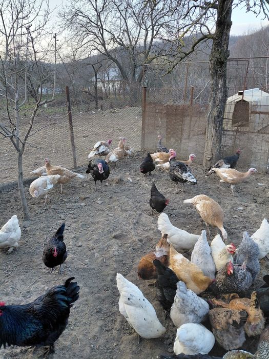 Curcani, curcani de țară