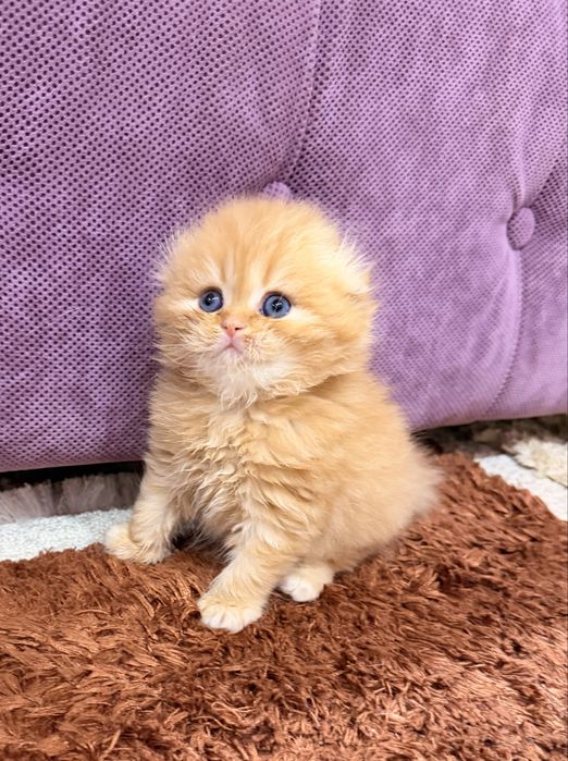 Шотланский скоттиш фолд!