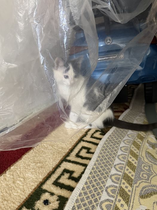 Котята бесплатно