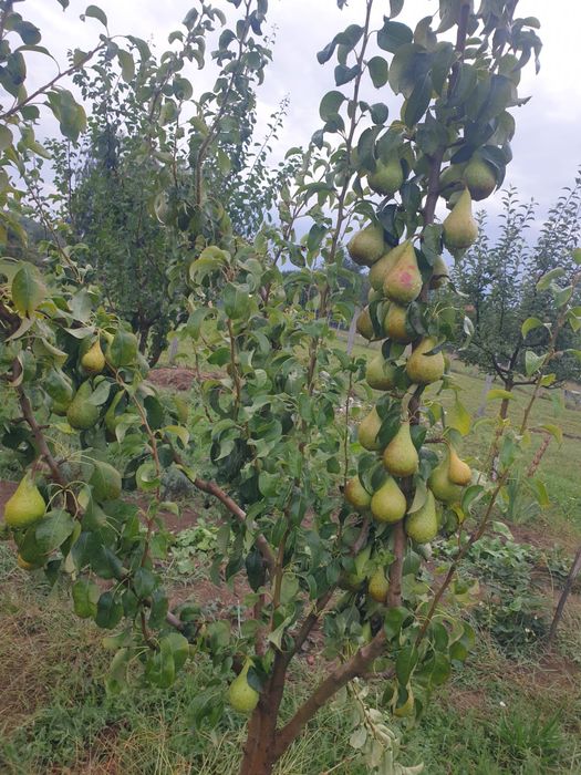 Teren intravilan Valea Avrigului , 1853 mp, construibil, vedere munți