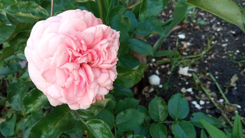 Продам дачу, реальному покупателю торг