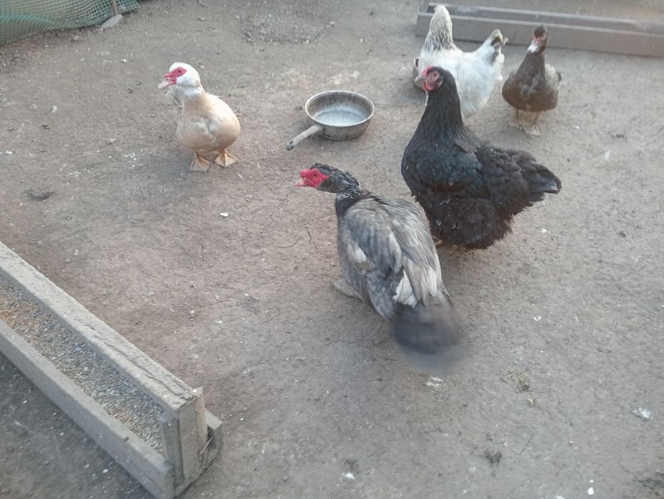 Продам индоутят.