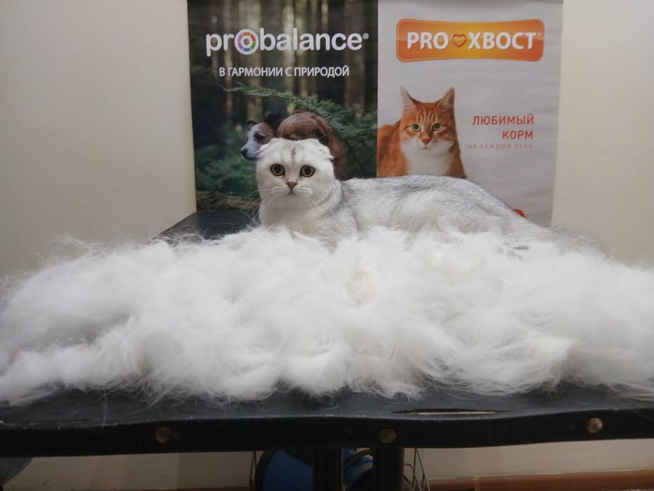 Стрижка собак и кошек. Груминг