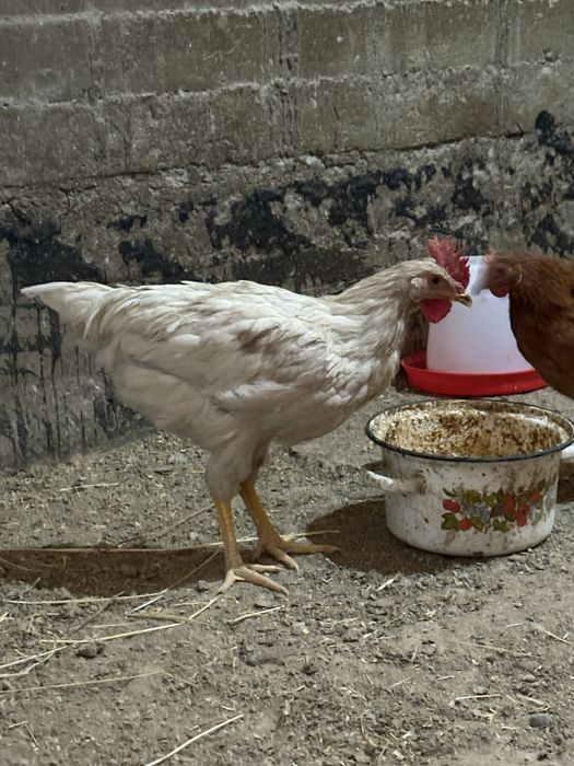 Хорозла сотилади