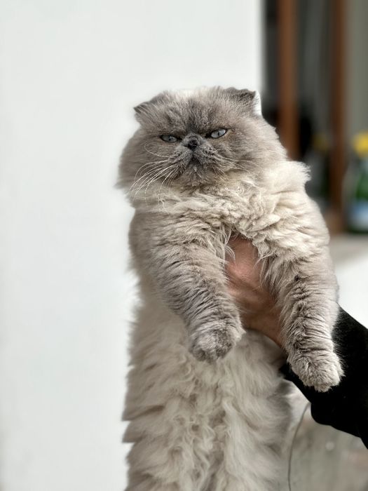 Skotish fold blue poind (haylandi)