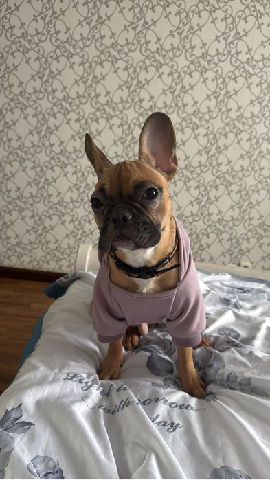 Французский бульдог