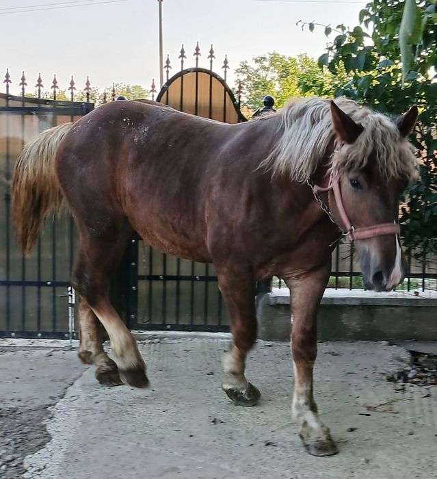 Mânză de vânzare