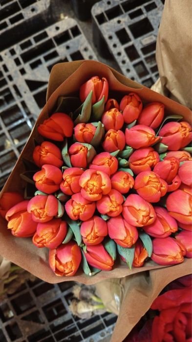 Тюльпаны по оптовой цене