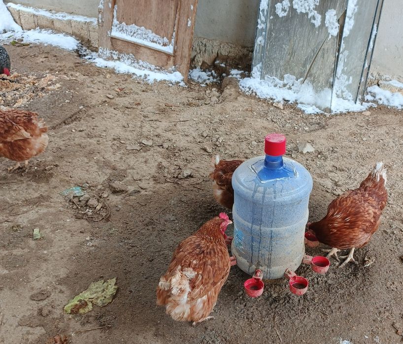 Продам курей и один петух.