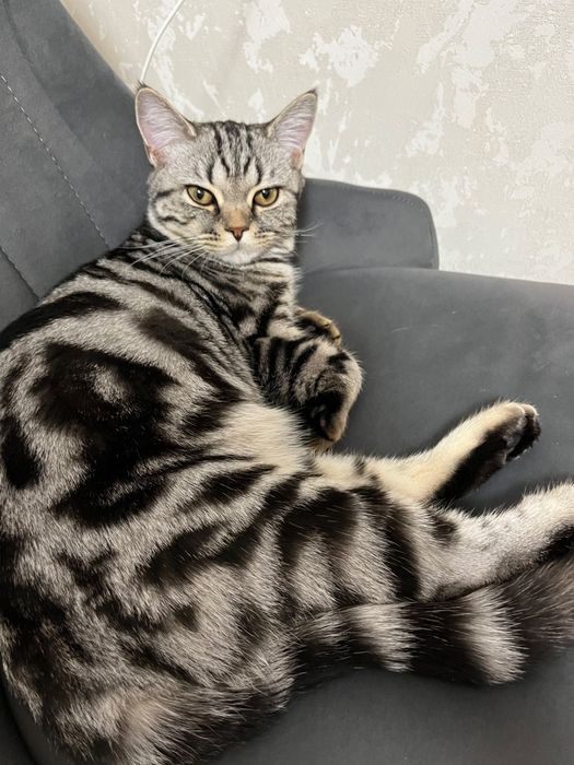 Британская кошка
