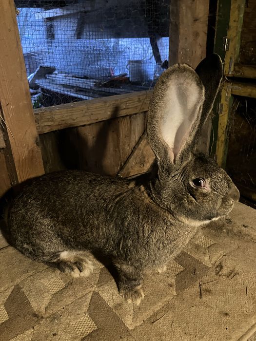 Vind 2 masculi urias german din luna aprilie