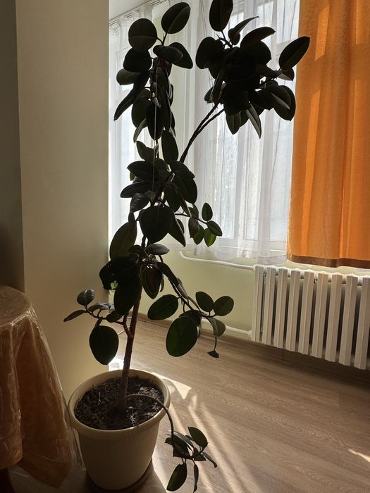 Фикус каучуконосный