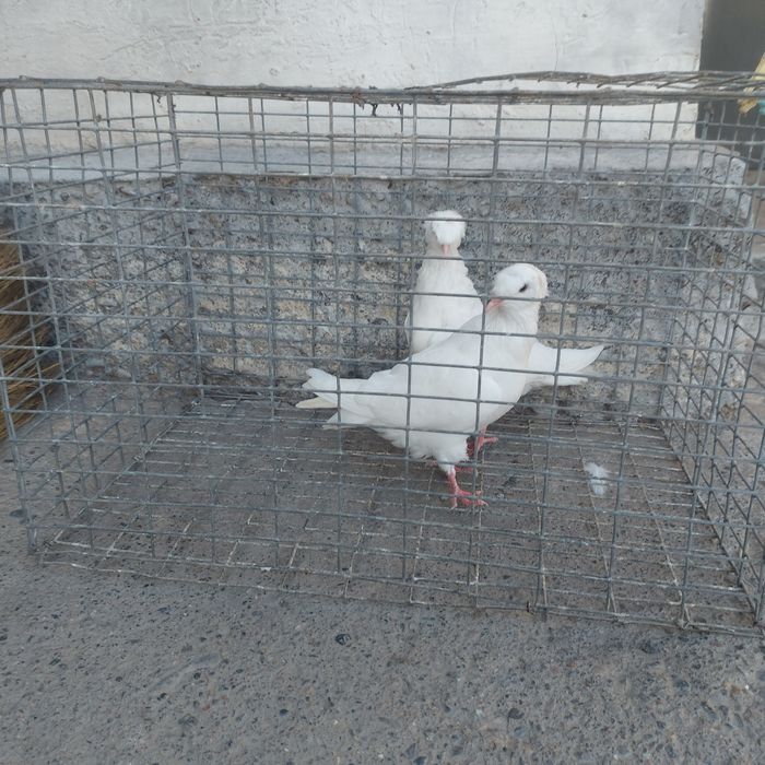 Бели двух чуби самец самка питак